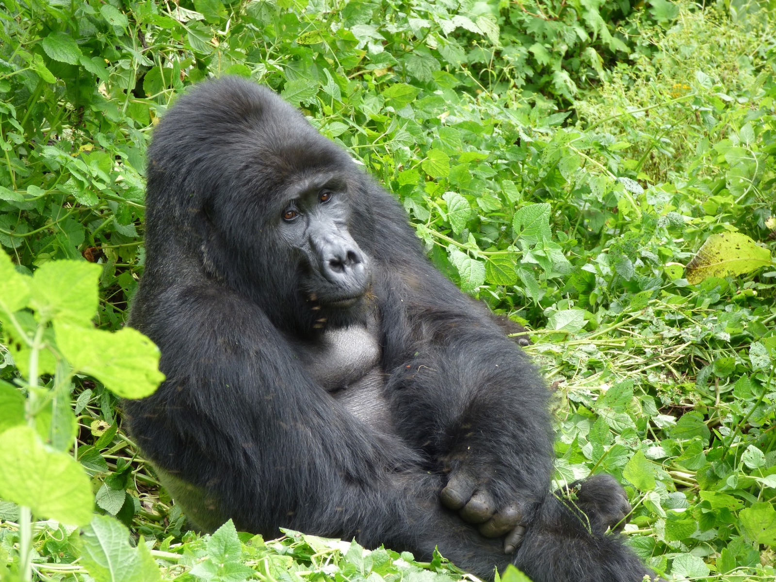 Is seeing Mountain gorillas on guaranteed on 2 Days budget Uganda gorilla trekking from Kigali